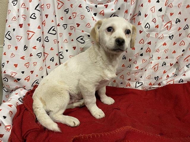 A607053 - Parson Russell Terrier available for adoption