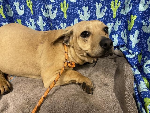 *OWEN - Chihuahua available for adoption