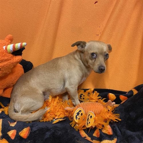 A615356 - Chihuahua available for adoption