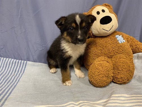 A608725 - Australian Shepherd available for adoption