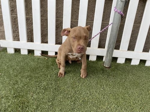 WOODIE - Pit Bull Terrier available for adoption