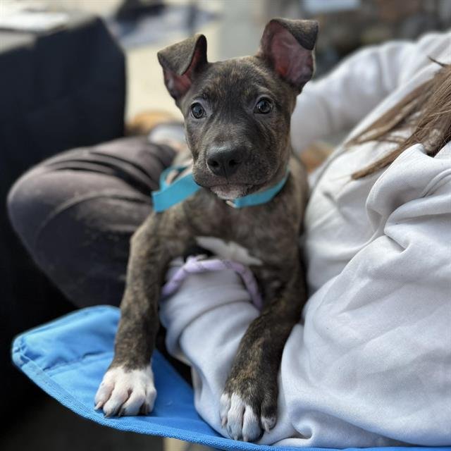 *MARK - American Pit Bull Terrier available for adoption