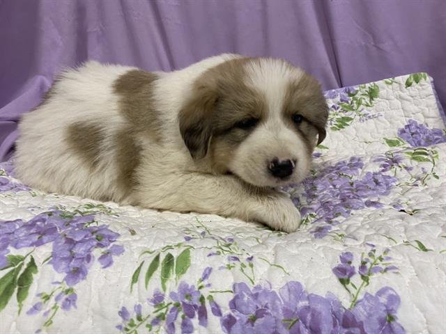 A606835 - Anatolian Shepherd available for adoption