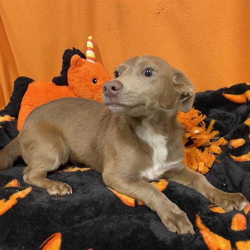 A615679 - Cardigan Welsh Corgi available for adoption