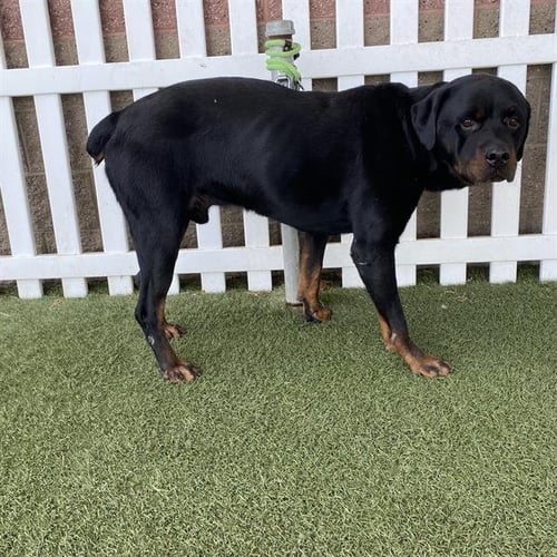 *MAXIMUS - Rottweiler available for adoption