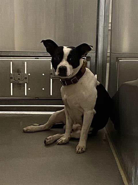 A606849 - Boston Terrier available for adoption