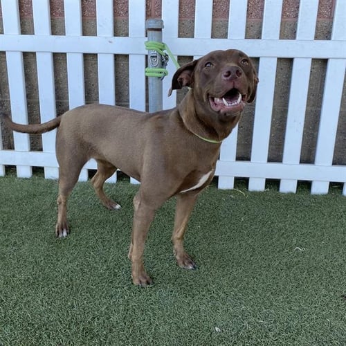 A615355 - Labrador Retriever available for adoption