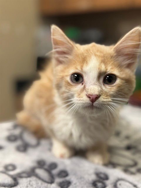 A606652 - Domestic Short Hair available for adoption