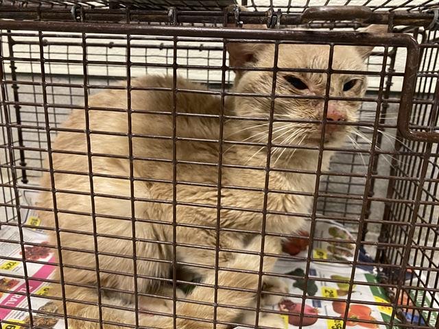 *PEEL - Domestic Medium Hair available for adoption