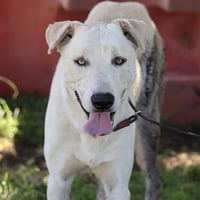 *BOOMER - Photo 1