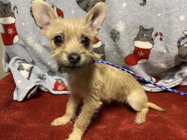 *TATUM - Yorkshire Terrier Yorkie available for adoption