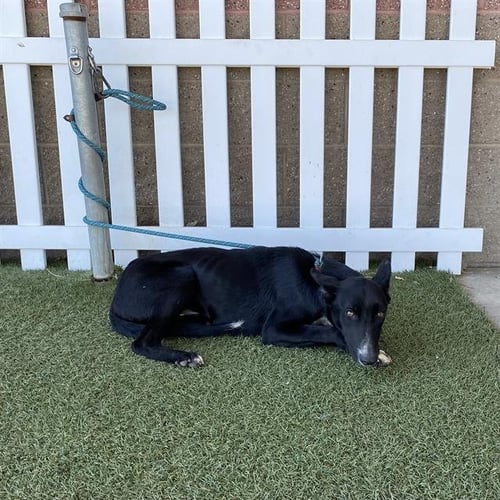 A614440 - Border Collie available for adoption