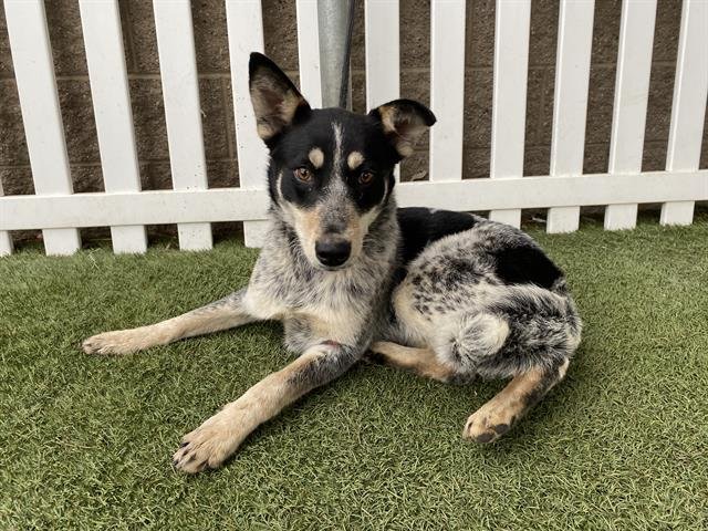 *SADIE - Queensland Heeler available for adoption