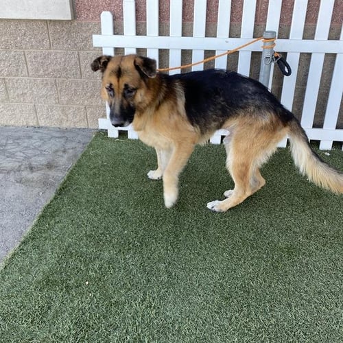 A615065 - German Shepherd Dog available for adoption