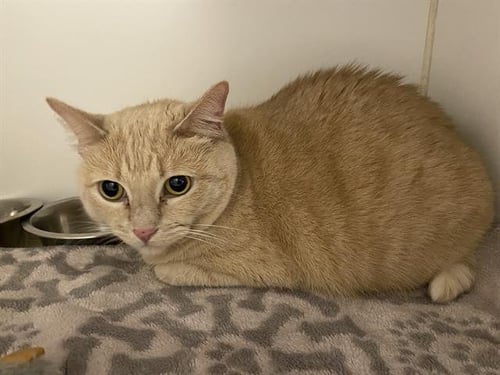 BEAN - Domestic Short Hair for adoption in Modesto