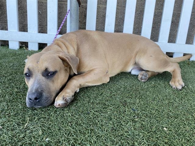 *SCOUT - Pit Bull Terrier available for adoption