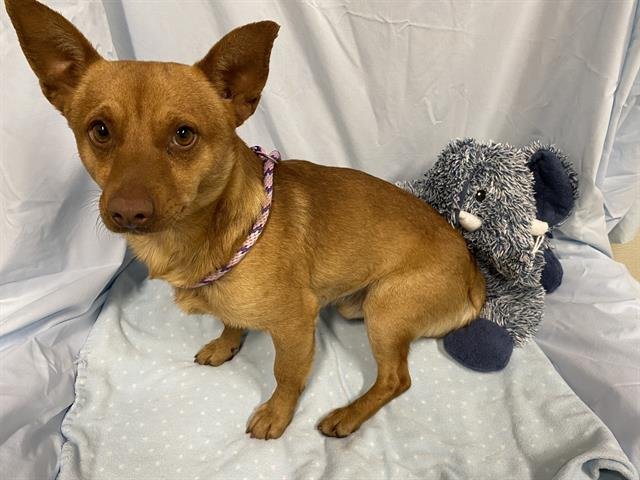 A608038 - Chihuahua available for adoption