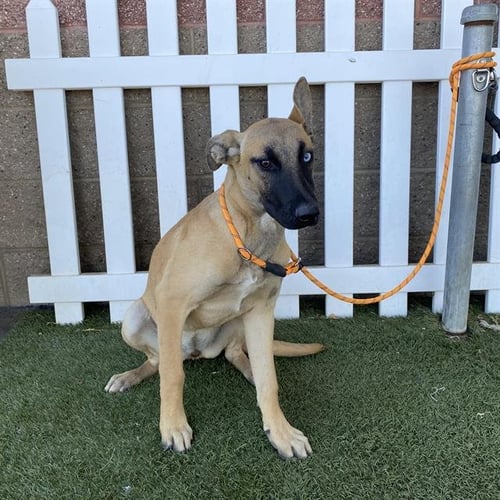 A614909 - Belgian Shepherd Malinois available for adoption