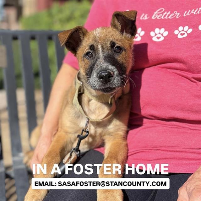 *BREN - German Shepherd Dog available for adoption