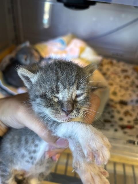 A613315 - Domestic Medium Hair available for adoption