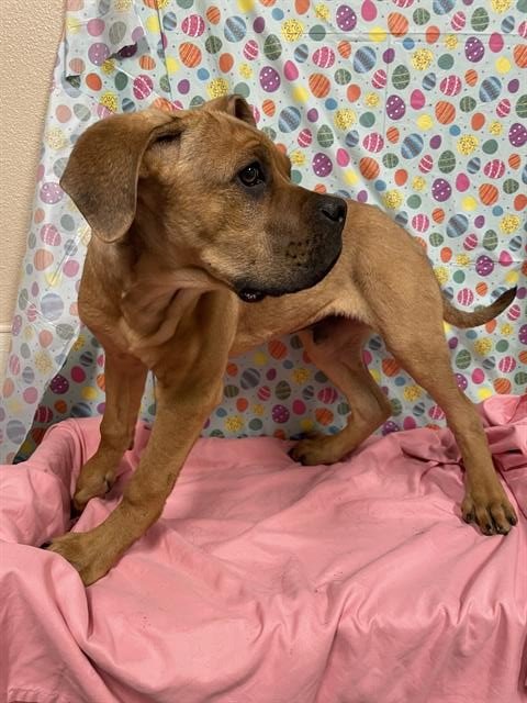 *BILLY - Cane Corso Mastiff available for adoption