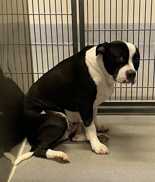DIAMOND - Pit Bull Terrier available for adoption