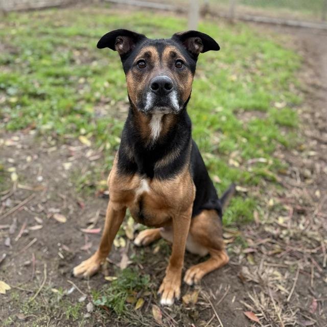 RANGER - German Shepherd Dog available for adoption