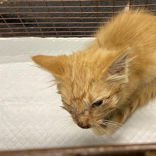 MILO - Domestic Short Hair available for adoption