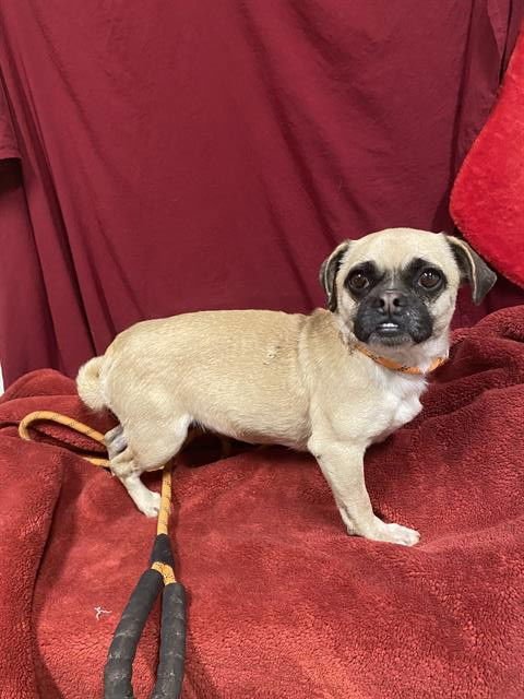 A605716 - Pug available for adoption