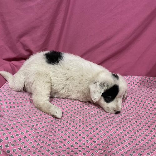 A614022 - Australian Shepherd available for adoption