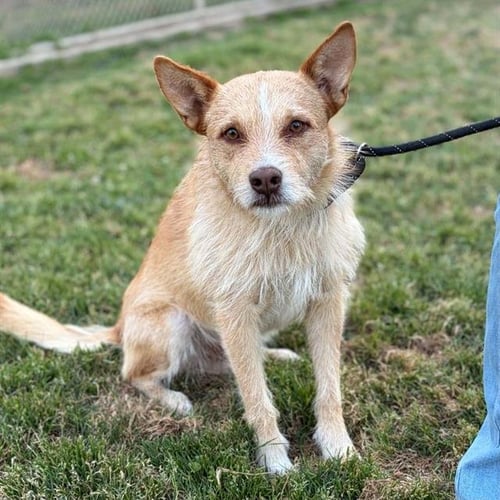 *WINN DIXIE - Sheep Dog available for adoption