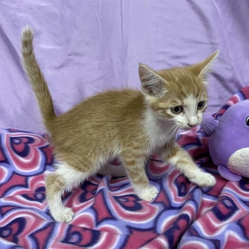 A615009 - Domestic Short Hair available for adoption