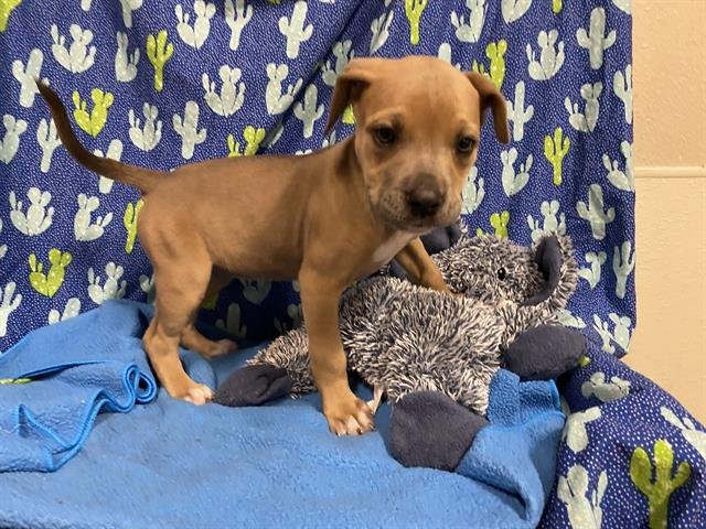 A607522 - Pit Bull Terrier available for adoption