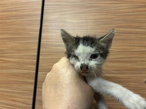 A612761 - Domestic Short Hair for adoption in Modesto
