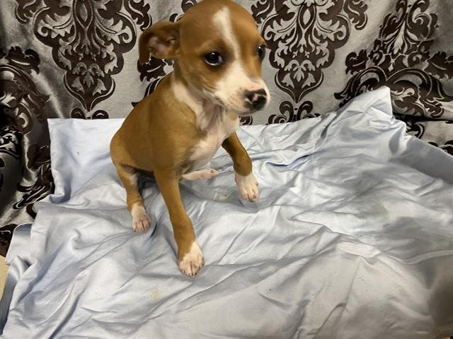 A607700 - Chihuahua available for adoption