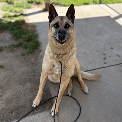 LUNA - Belgian Shepherd Malinois available for adoption