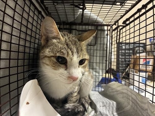 LOVE BUG - Domestic Short Hair for adoption in Modesto