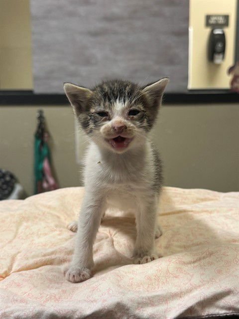 *APRICOT - Domestic Short Hair available for adoption