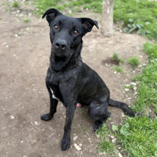 *PARKER - Dutch Shepherd available for adoption