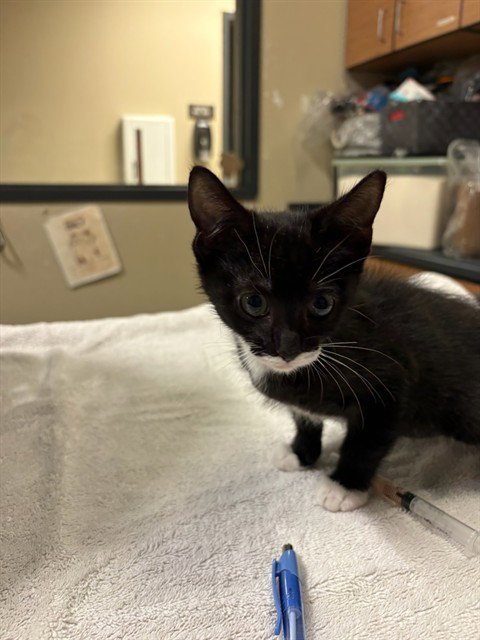 A613647 - Domestic Short Hair available for adoption