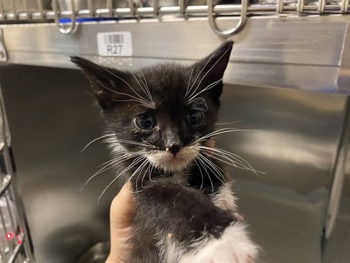 A613647 - Domestic Short Hair available for adoption