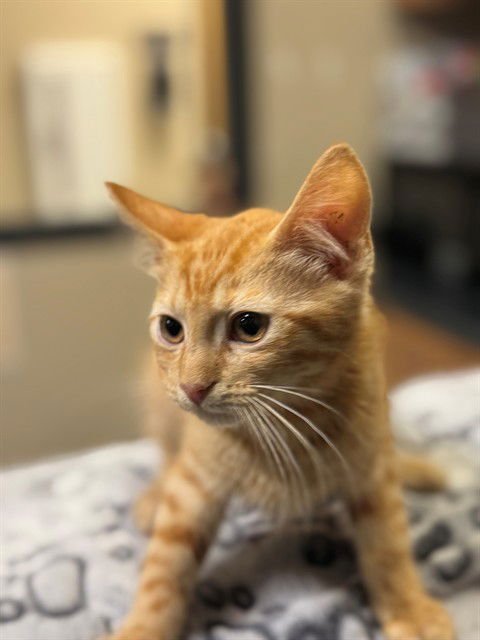 A606651 - Domestic Short Hair available for adoption