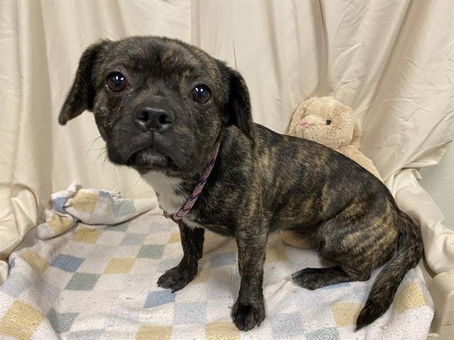 ABBIE - Pekingese available for adoption