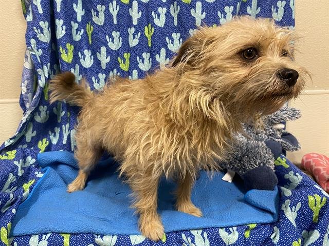 A607468 - Cairn Terrier available for adoption