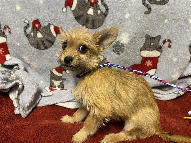 *TORI - Yorkshire Terrier Yorkie available for adoption