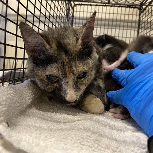 GIGI - Domestic Short Hair available for adoption