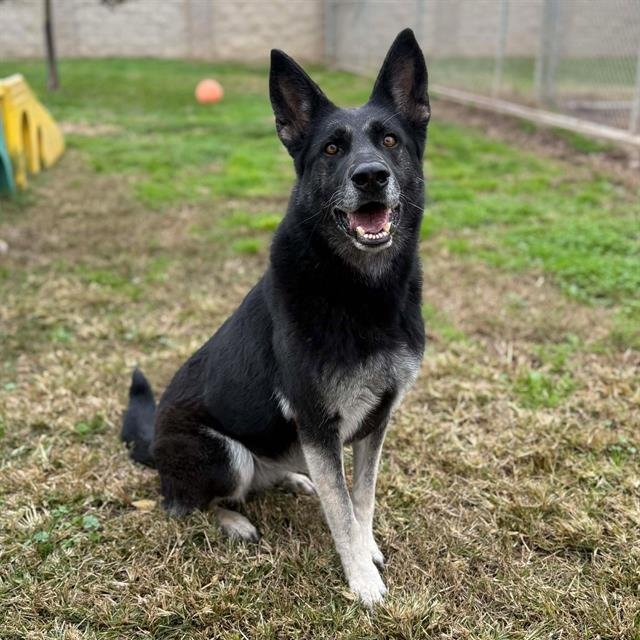 *ROCCO - German Shepherd Dog available for adoption