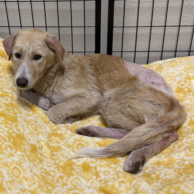 *ROSIE - Queensland Heeler available for adoption