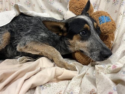 A614651 - Australian Cattle Dog/Blue Heeler available for adoption
