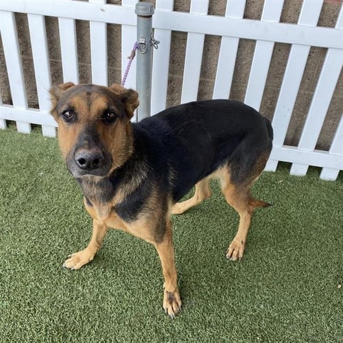 *ROWAN - Doberman Pinscher / German Shepherd Dog available for adoption
